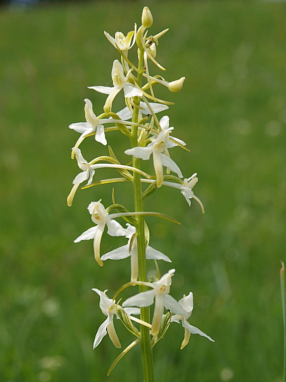 9 orchidee dal Nevegal